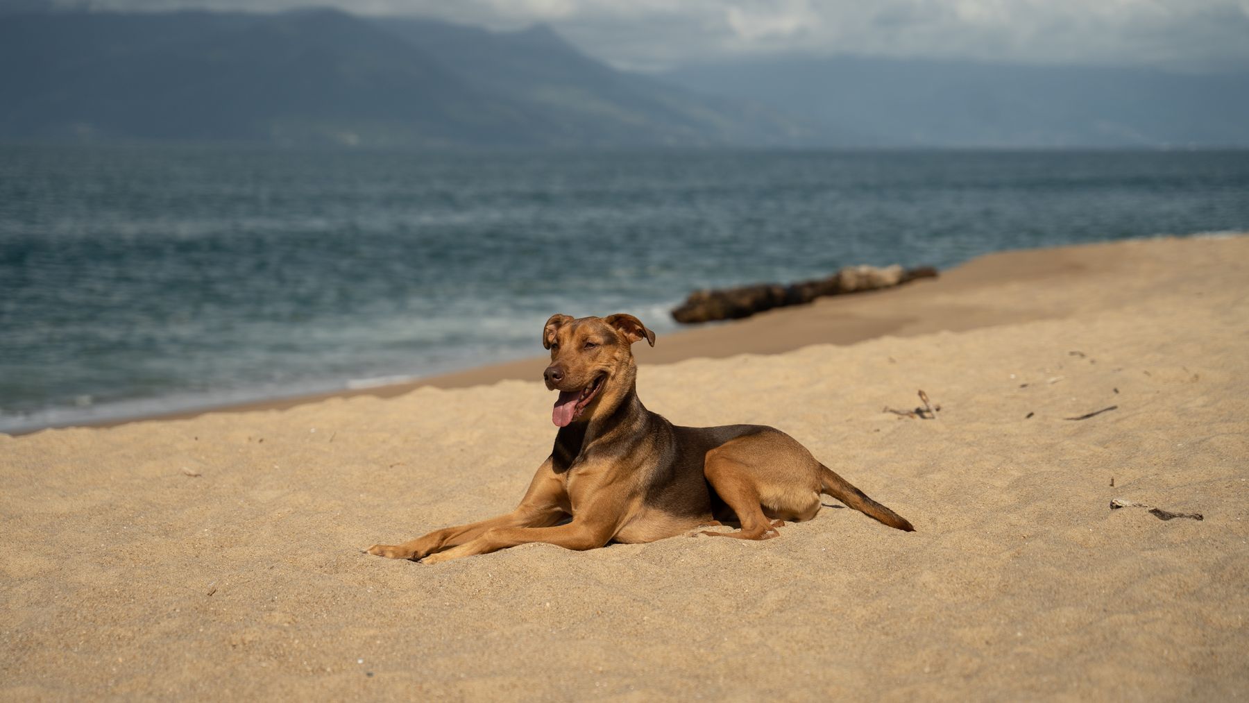 Cachorro deitado na areia, de língua para fora, com o mar e a serra ao fundo
