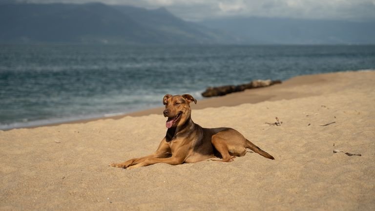 Cachorro deitado na areia da praia em frente à casa